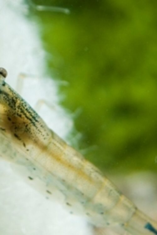 5 Algae Eating Shrimp Caridina Japonica Live Freshwater Shrimp fun Addition