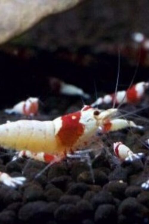 Crystal Red Shrimp Caridina sp. Crystal Red Live Freshwater Shrimp fun Addition