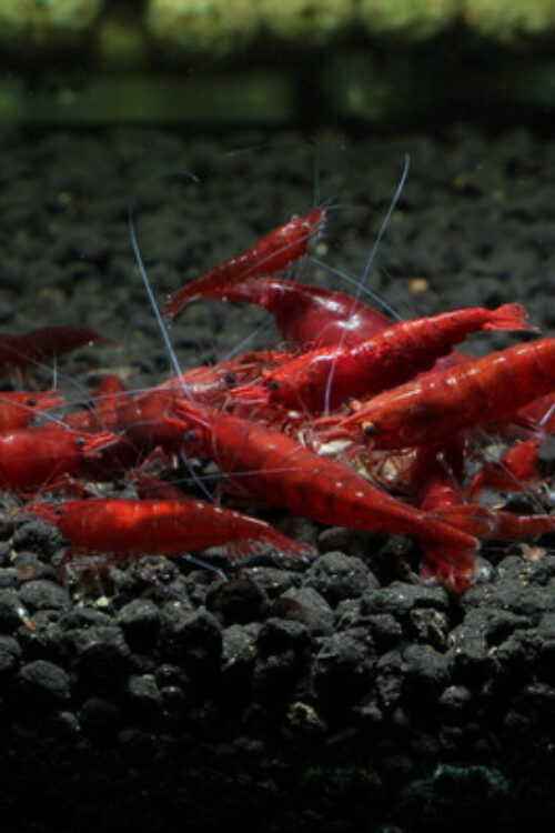 3 Bloody Mary Shrimp Neocardinia Davidi Live Freshwater Shrimp fun Addition