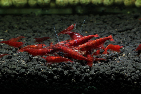 3 Bloody Mary Shrimp Neocardinia Davidi Live Freshwater Shrimp fun Addition