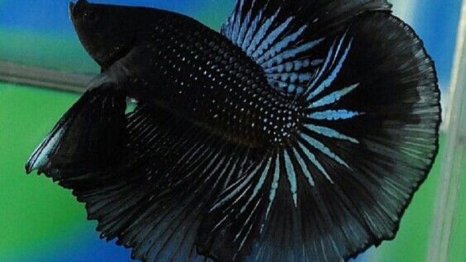BO-betta-678x381 Black Orchid Male Betta - Random Pick -Healthy Active Betta Live Fish for Aquarium - Image 1
