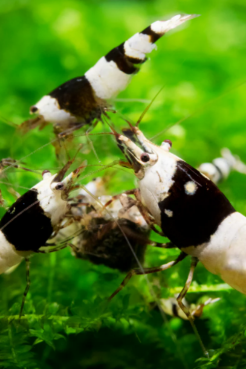 Black Crystal Shrimp Caridina sp. Crystal Black Live Freshwater Shrimp fun Addition