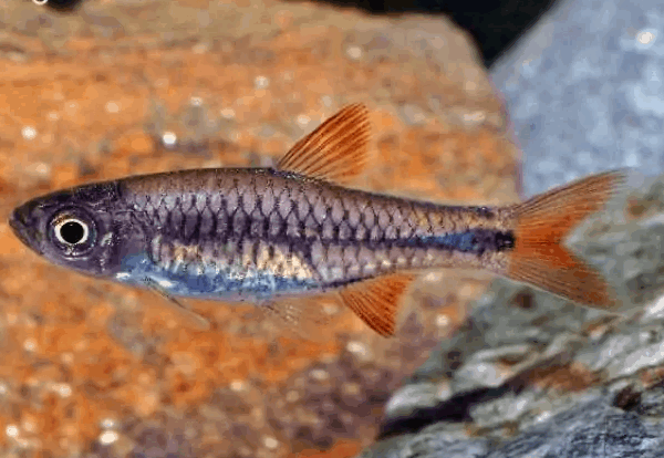 Red Cherry Rasbora Medium Live Freshwater Aquarium Fish
