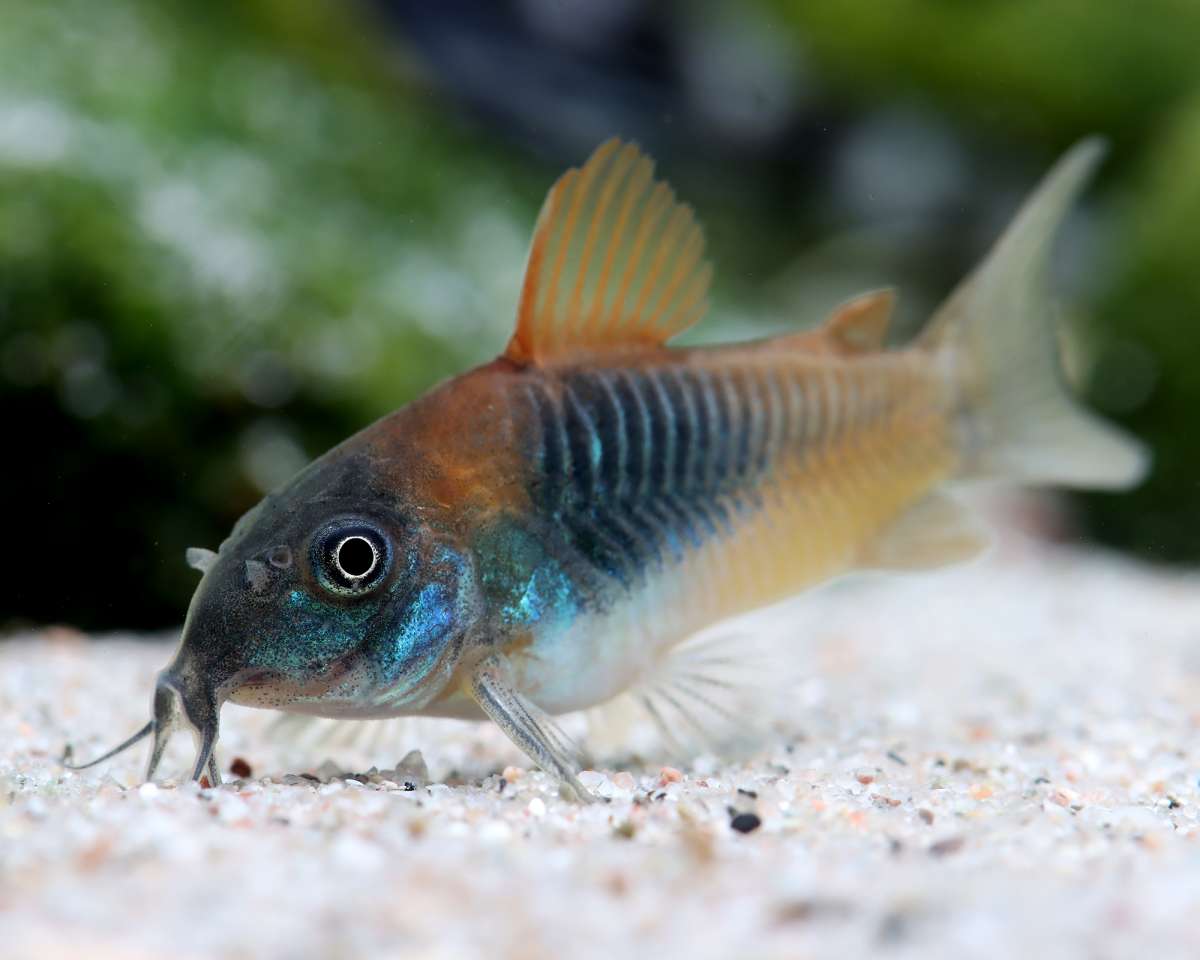 IMG-9443Z_600x600@2x Venezuela Corydora Small Great Energetic Cory Fast Ship Live Fish - Image 1