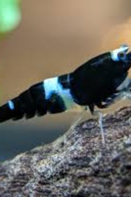 Black King Kong Panda Shrimp Neocardinia Davidi Live Freshwater Fish fun Addition