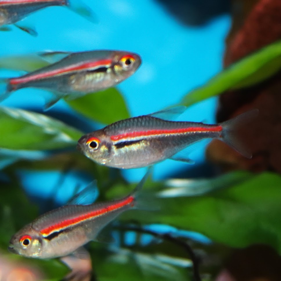 red_line_tetra Redline Tetra small Vibrant Live Fish Colorful FAST SHIP - Image 1