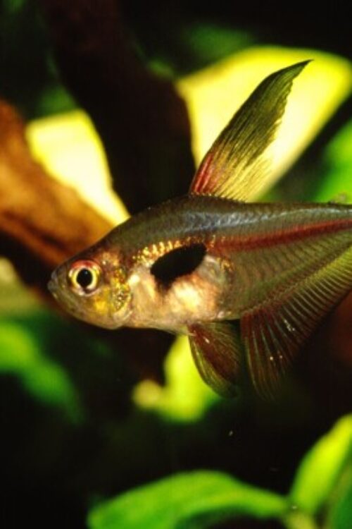 Crystalline Rosy Tetra Large