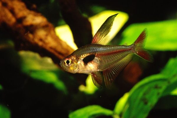 Crystalline Rosy Tetra Large