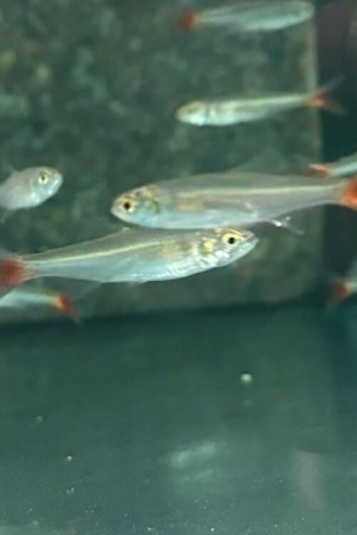 🐟 Amazon Redtail Tetra (Aphycocharax dentatus)