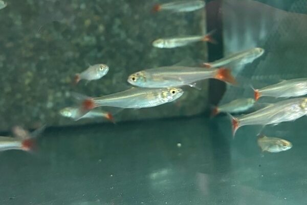 🐟 Amazon Redtail Tetra (Aphycocharax dentatus)