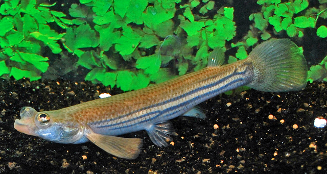 RARE Anableps 3 inch Live Fish