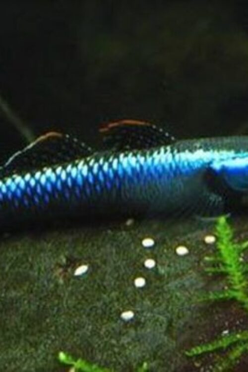 Sumatran Blue Cobalt Goby Small