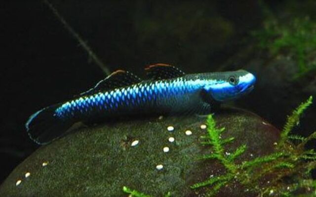 7738_65f78cf9897bd9dc488535c47716e7e0 Sumatran Blue Cobalt Goby Small - Image 1