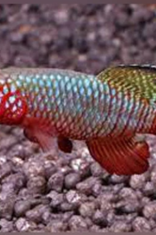 PAIR Red Fin Notho Killie Fish