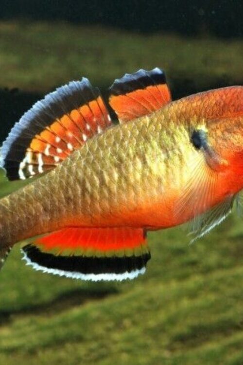 2 Empire Gudgeon Goby Small Rare Freshwater Tropical Fish Hypseleotris Compresa