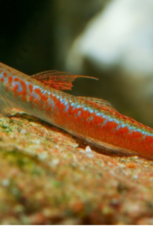 Annies Goby 1″ size Stiphodon annieae Live Fish: Stunning Nano FAST SHIP