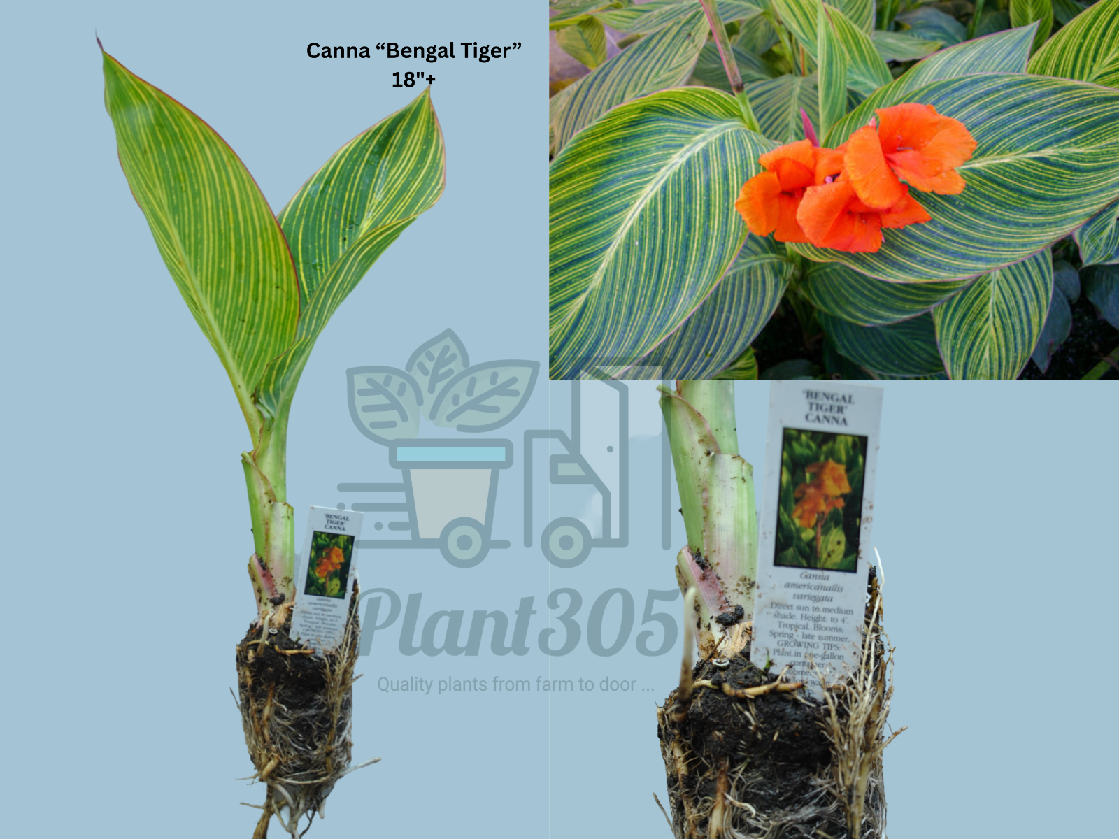 10-5.png 2 PACK Canna Bengal Tiger Lily Pond Plant Tropical Orange Flower - Image 1