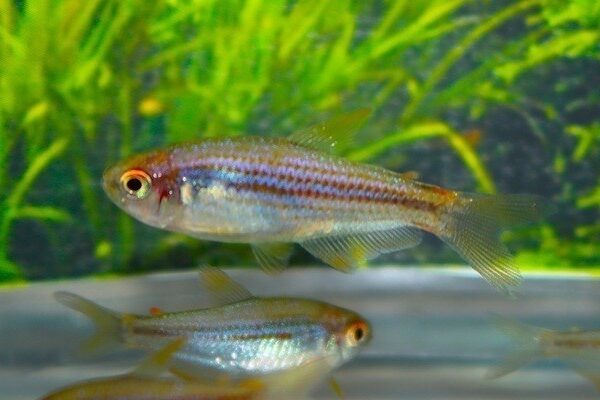 3x Scratched Inpa Tetra Med LIVE TROPICAL FISH