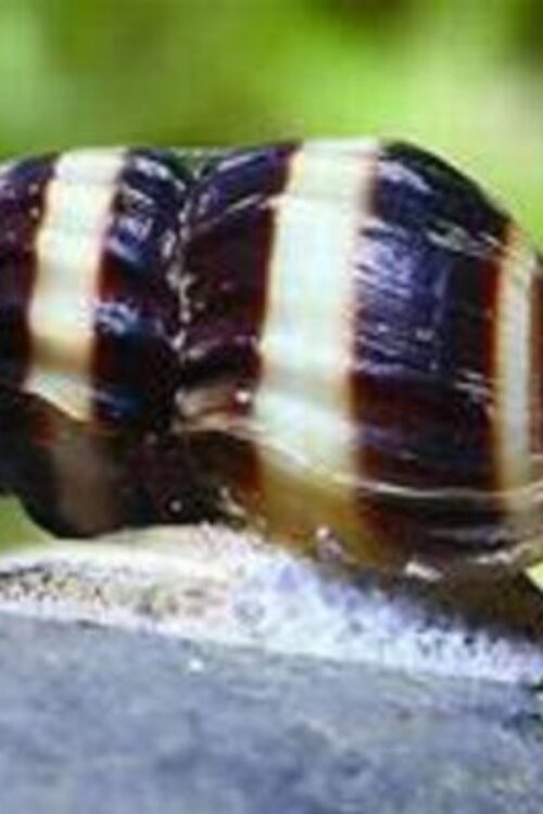 5 Assasin Snails (5-Pack Small) Live Freshwater Algae Eaters Tank Cleaners