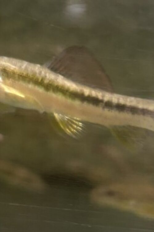 Beautiful Hillstream Loach (Traccatichthys Pulcher)