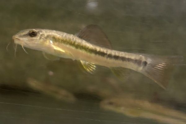 Beautiful Hillstream Loach (Traccatichthys Pulcher)