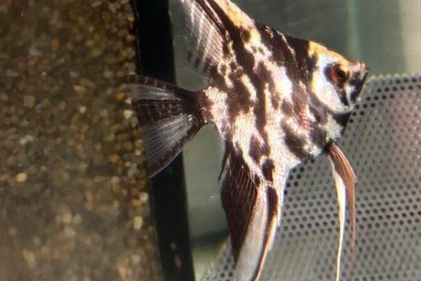 Marble Angel Fish Medium Size Body Healthy Live Angel Fish tropical aquarium