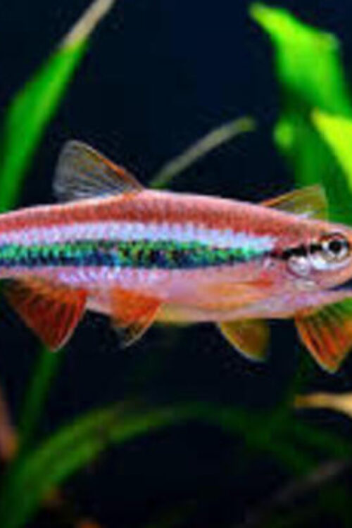 Rasbora Patrickyapi Vibrant Nano Tank Live Fish