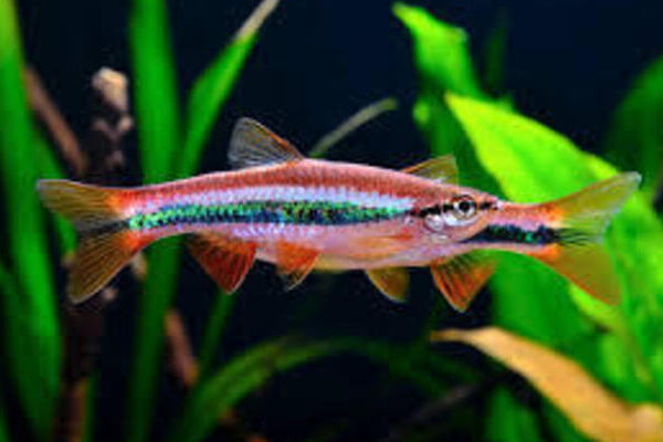 Rasbora Patrickyapi Vibrant Nano Tank Live Fish
