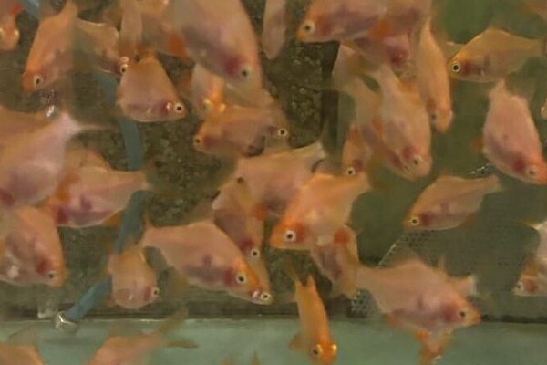 GOLD GHOST TIGER BARB Live Fish Active Healthy Aquarium Fish