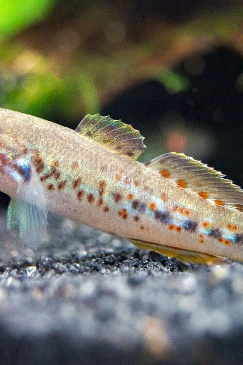 Northern Purple Spotted Goby Size Med. Mogurnda Mogurnda Limited Stock