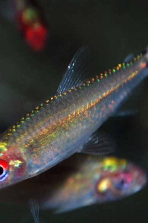 🔴 Rummy Nose Tetra XL Wild Caught – Live Freshwater Fish Illuminate Your Aquarium! 🌿