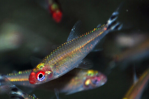 🔴 Rummy Nose Tetra XL Wild Caught - Live Freshwater Fish Illuminate Your Aquarium! 🌿