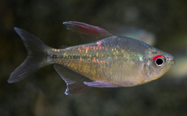 2074_3aadad9d3d88873427d1c8d4406cb493 Diamond Tetra Wild Caught Med. - SPARKLING! Aquatic Enchantment! 🐠 - Image 1