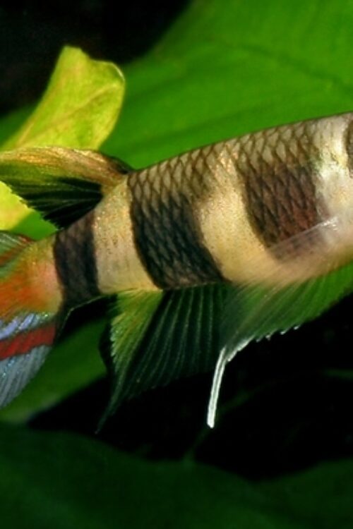 3 Pack Clown Killie Epiplatys Annulatus beautiful Live Fish Freshwater Aquarium