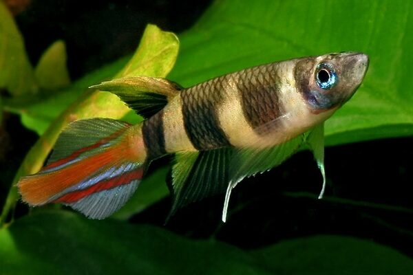 3 Pack Clown Killie Epiplatys Annulatus beautiful Live Fish Freshwater Aquarium