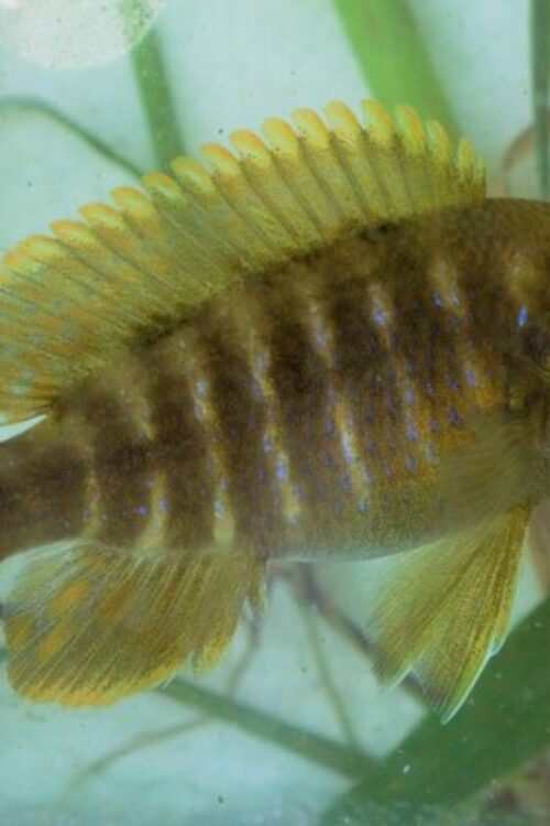 Lemon Jake Peacock Cichlid 2″ – 2.5″