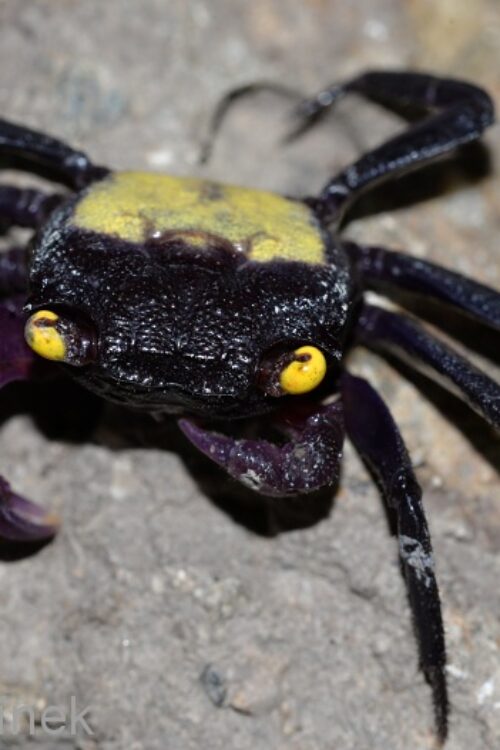 Vampire Crab Assorted – Funky addition!