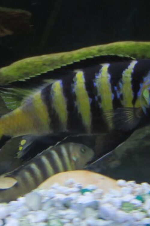 Chailosi Chichlid 1.5″ – 2″