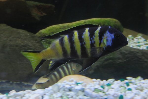 Chailosi Chichlid 1.5" - 2"