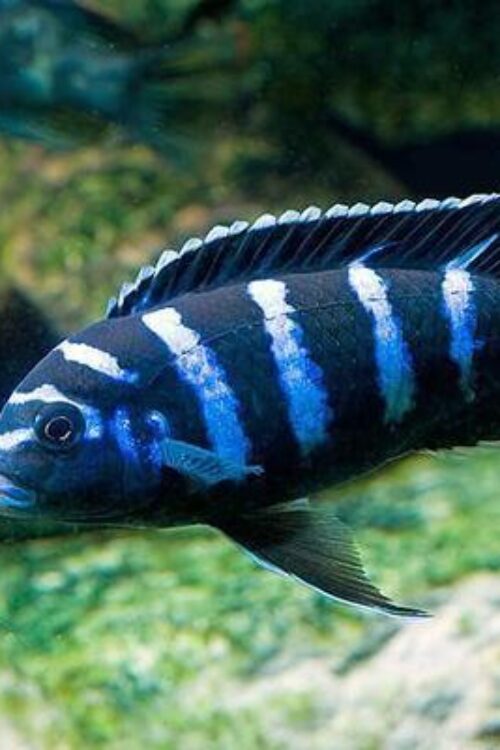 Demasoni Chichlid 1.5″ – 2″