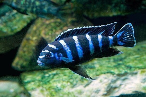 Demasoni Chichlid 1.5" - 2"