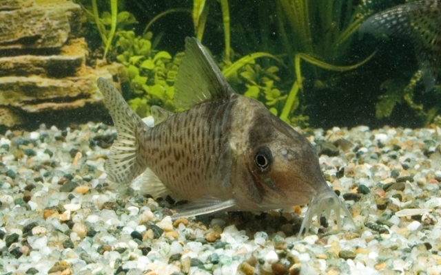 4788_eb680366db4d5c136dc88f03e7297278 Corydora Delphax Lrg - great in a bottom dweller school! Live Fish - Image 1