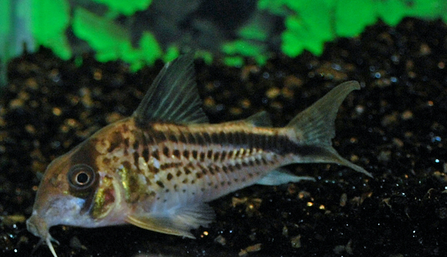 4844_8ed938115a19b7ec9ea04628cccdd6ea 🐟 3 Corydora Loxoxonus Wild Caught Small Size - Must have for Cory collectors! - Image 1