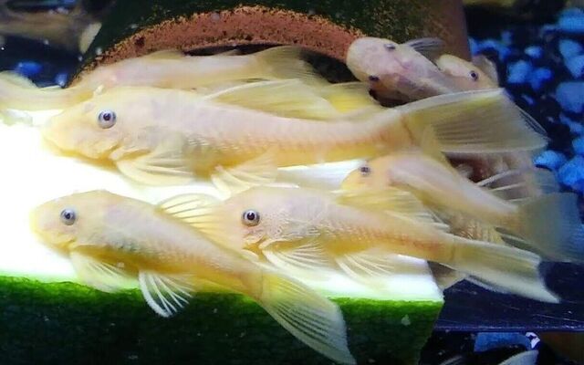5551_474a419e6f69b6d9c5926516c7b5b208 Golden Blue Eye Ancistrus 1" Pleco Live Fish FAST SHIP Gotta have one! - Image 1