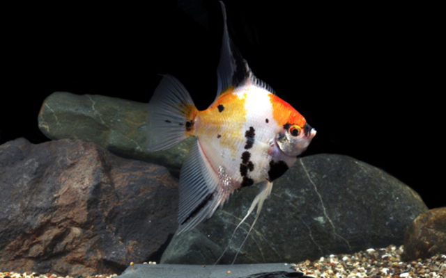 Koi Angel Koi Angel Large Size Body Healthy Live Angel Fish tropical aquarium - Image 1