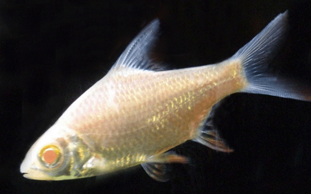 7793_1e0557f476a557a89704ac58bd47a6e2 Albino Tinfoil Barb 1.5" - 2" Live Aquarium Fish Community tank - Image 1