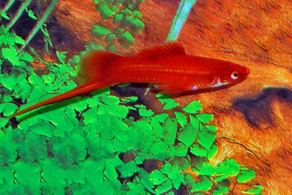 4 Red Velvet Swordtail Med. Mixed Genders Freshwater Live Tropical Aquarium Fish Live Fish