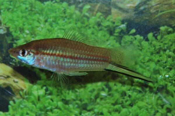 3x Pineapple Swordtail Freshwater Live Fish