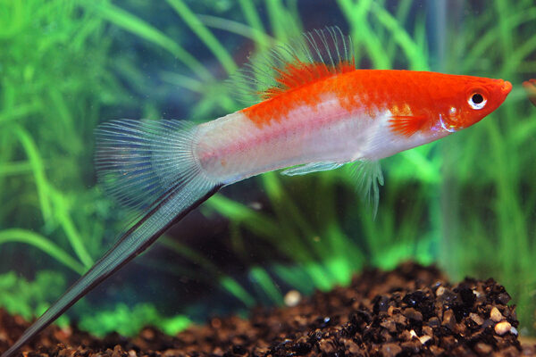 3 Koi Swordtail Fish Active Healthy Fish Mixed Colors & Genders