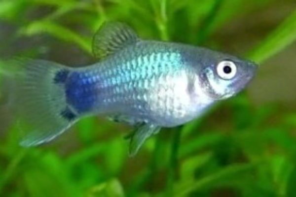 Blue Mickey Mouse Platy Xiphophorus maculatus – Fancy Platy Fish Varieties for Freshwater Aquariums